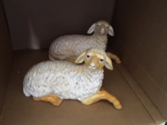 Lamb Medium Laying down